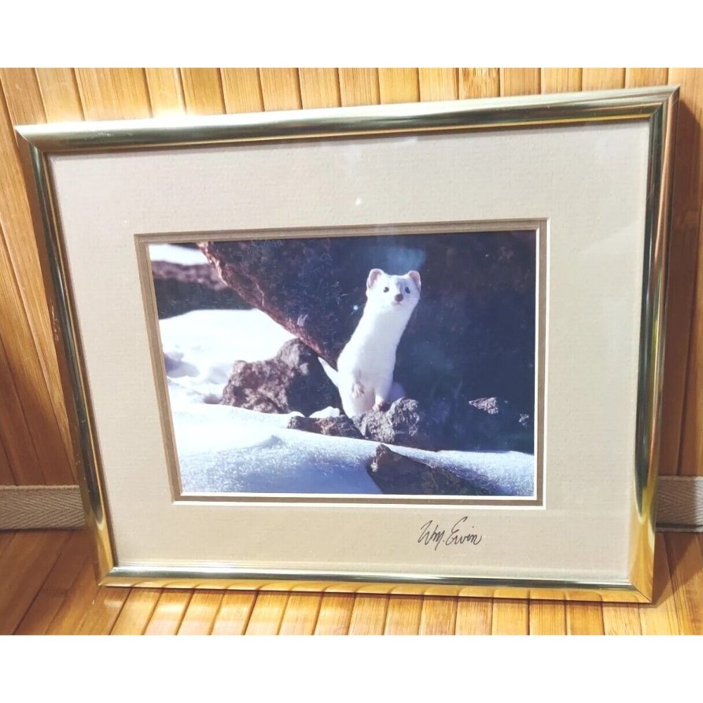 Ermine Short-tailed Northern Weasley Winter Snow White Stoat Photo Artist Signed